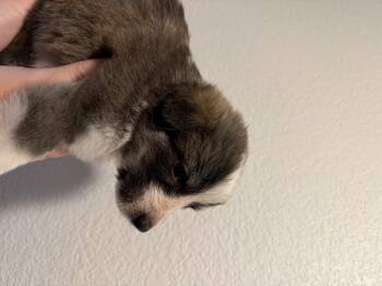 Anatolian Shepherd and Great Pyrenees Dogs Available for Adoption - Ottis | PetCurious