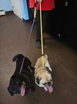 Tater -  Pug Dog for Adoption in Port Jervis, New York - Tater | PetCurious