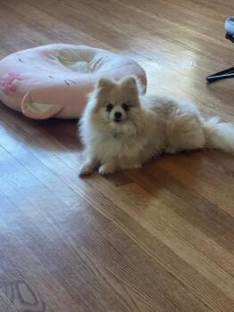 Precious -  Pomeranian Dog for Adoption in Oak Creek, Wisconsin - Precious | PetCurious