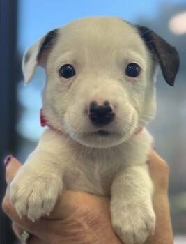 Zero -  Mixed Breed Dog for Adoption in Eutawville, South Carolina - Zero | PetCurious