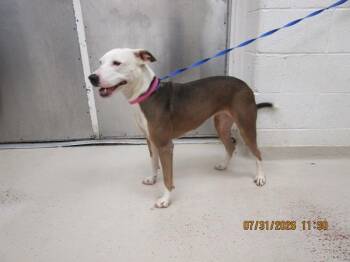 Scarabi(16) -  Pit Bull Terrier Dog for Adoption in Marietta, Georgia - Scarabi(16) | PetCurious
