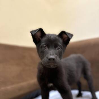 Harvey -  Australian Shepherd and German Shepherd Dog Dog for Adoption in Monticello, Iowa - Harvey | PetCurious