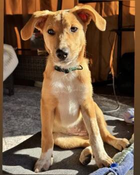 Widow -  Labrador Retriever and Australian Cattle Dog Blue Heeler Dog for Adoption in New York, New York - Widow | PetCurious