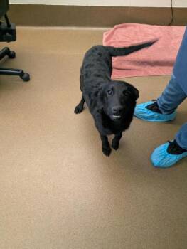 Mixed Breed Dogs Available for Adoption - Malibu Barbie | PetCurious