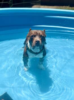 American Bully Dogs Available for Adoption in West Hollywood, California - Athena  | PetCurious