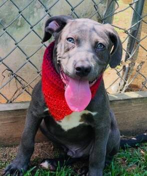 Spike $125 -  Labrador Retriever and Mixed Breed Dog for Adoption in Seneca, South Carolina - Spike $125 | PetCurious