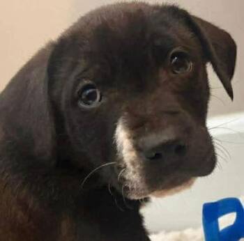 Labrador Retriever Dogs Available for Adoption - Ike | PetCurious