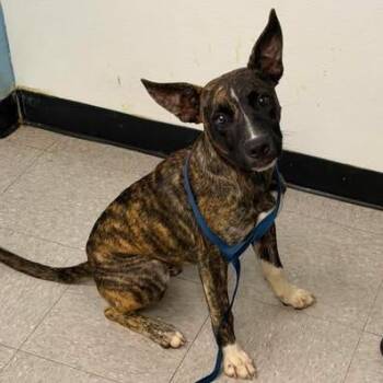 Dandy 26-09-014 -  Mixed Breed Dog for Adoption in Bastrop, Texas - Dandy 26-09-014 | PetCurious