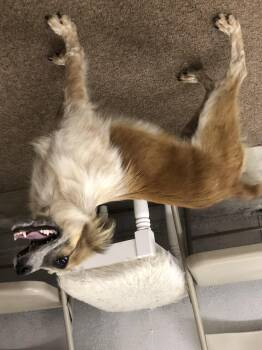 Rescue Australian Cattle Dog Blue Heeler and Australian Shepherd Dogs for Adoption in Tahlequah, Oklahoma - Penny | PetCurious