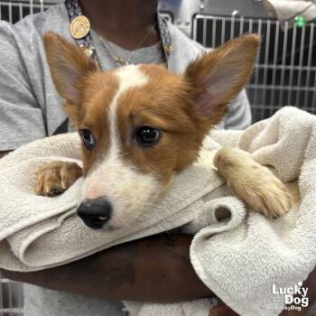 Tiffany -  Corgi Dog for Adoption in Washington, District Of Columbia - Tiffany | PetCurious