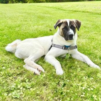 Ford -  Akita and Shepherd Dog for Adoption in Rensselaer, New York - Ford | PetCurious