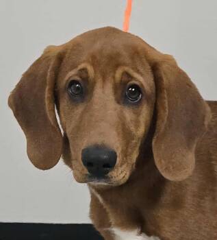 Rescue Redbone Coonhound Dogs for Adoption in Newport, Tennessee - Bratson | PetCurious