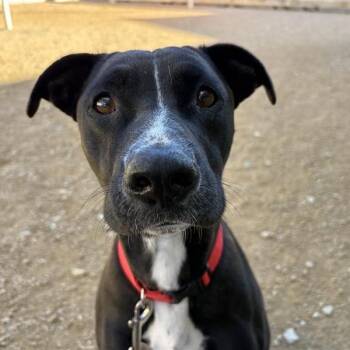 Elsie -  Mixed Breed Dog for Adoption in Bentonville, Arkansas - Elsie | PetCurious