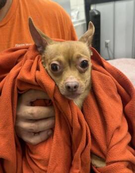 Chip -  Chihuahua and Mixed Breed Dog for Adoption in Palm Coast, Florida - Chip | PetCurious