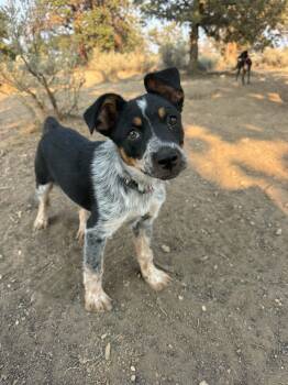 Minnow -  Cattle Dog Dog for Adoption in Bend, Oregon - Minnow | PetCurious