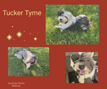 Tucker Tyme -  Old English Sheepdog Dog Available for Adoption in East Wenatchee, Washington - Tucker Tyme | PetCurious