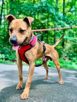 Cocoa -  Terrier Dog for Adoption in Waverly, Tennessee - Cocoa | PetCurious