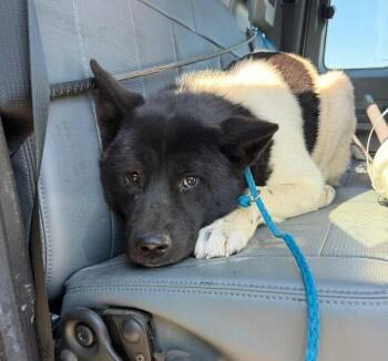 Wednesday -  Akita Dog for Adoption in Hayward, California - Wednesday | PetCurious