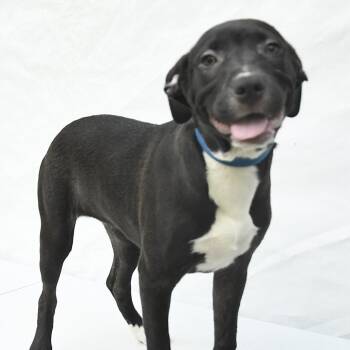 Labrador Retriever and Mixed Breed Dogs Available for Adoption in South Elgin, Illinois - Whoopi | PetCurious