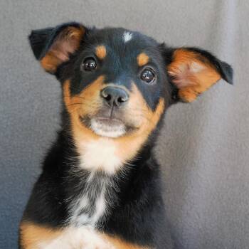Australian Cattle Dog Blue Heeler and Mixed Breed Dogs Available for Adoption in Richmond, California - BISHOP | PetCurious