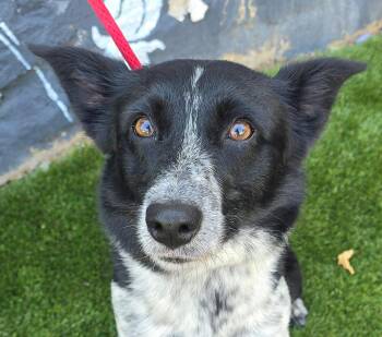 Pebbles -  Border Collie Dog for Adoption in Newport, Tennessee - Pebbles | PetCurious