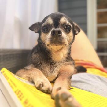 Bowie -  Chihuahua Dog for Adoption in Hillsborough, North Carolina - Bowie | PetCurious