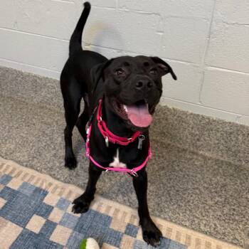 Clover -  Pit Bull Terrier and Mixed Breed Dog for Adoption in Falls Church, Virginia - Clover | PetCurious