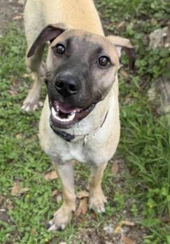 Shepherd and Mixed Breed Dogs Available for Adoption in San Antonio, Texas - Boone | PetCurious