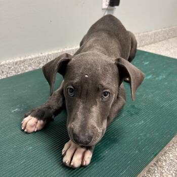 Drizzle -  Mixed Breed Dog for Adoption in Jupiter, Florida - Drizzle | PetCurious
