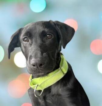 Weber -  Mixed Breed Dog for Adoption in Schaumburg, Illinois - Weber | PetCurious