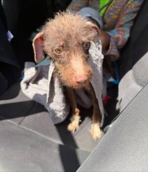 TWIX -  Rat Terrier Dog for Adoption in Fort Lauderdale, Florida - TWIX | PetCurious