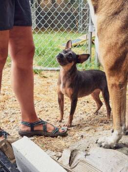 Pumpkin (AVAILABLE 8/17) -  Chihuahua and Pit Bull Terrier Dog for Adoption in Leverett, Massachusetts - Pumpkin (AVAILABLE 8/17) | PetCurious
