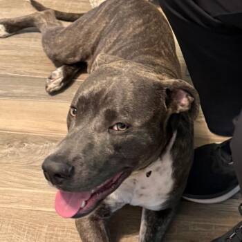Pit Bull Terrier Dogs Available for Adoption in Aledo, Texas - Bender | PetCurious
