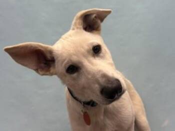 Ace -  German Shepherd Dog Dog for Adoption in Golden Valley, Minnesota - Ace | PetCurious