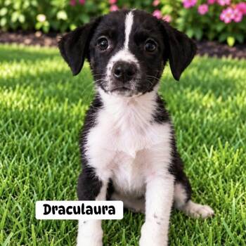 Draculaura -  Mixed Breed Dog for Adoption in Brewton, Alabama - Draculaura | PetCurious