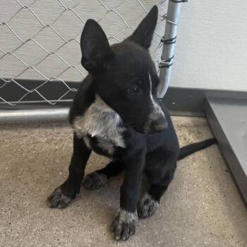 107785 -  Mixed Breed Dog for Adoption in Las Cruces, New Mexico - 107785 | PetCurious