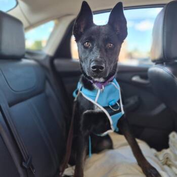 Sweet Pea -  Terrier and Mixed Breed Dog for Adoption in Woodstock, Illinois - Sweet Pea | PetCurious