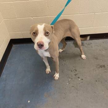 Opea -  Mixed Breed Dog Available for Adoption in Bartlett, Tennessee - Opea | PetCurious