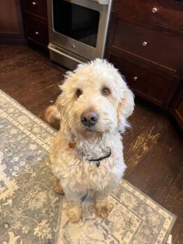 Rex - Golden Doodle -  Goldendoodle Dog for Adoption in Sammamish, Washington - Rex - Golden Doodle | PetCurious