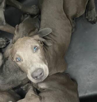 Mixed Breed Dogs Available for Adoption in Dallas, Texas - SAPPHIRE | PetCurious