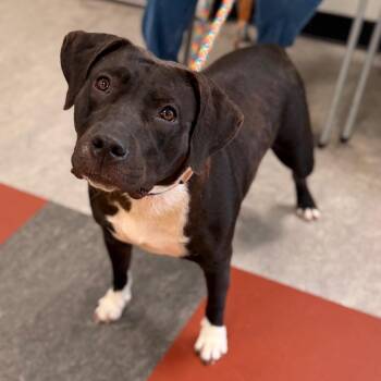 Wendy -  Mixed Breed Dog for Adoption in Philadelphia, Pennsylvania - Wendy | PetCurious