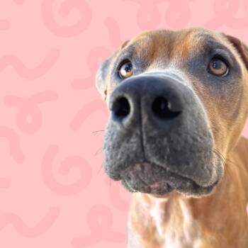 Rescue Mixed Breed Dogs for Adoption in Reno, Nevada - Destiny | PetCurious