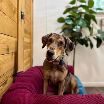Catahoula Leopard Dog and Coonhound Dogs Available for Adoption in Friendswood, Texas - Birdie BlueBell | PetCurious