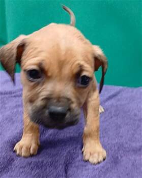 Mixed Breed Dogs Available for Adoption - FRANKLIN | PetCurious