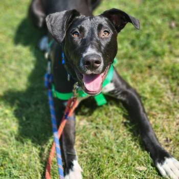 Rescue Pit Bull Terrier Dogs for Adoption in South Elgin, Illinois - Xander | PetCurious