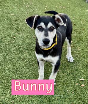 Australian Shepherd Dogs Available for Adoption - Bunny | PetCurious