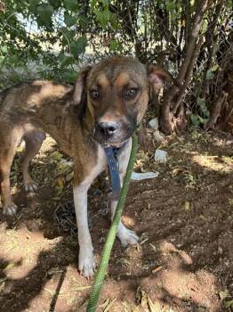 A479743 -  Hound and Mixed Breed Dog for Adoption in Oklahoma City, Oklahoma - A479743 | PetCurious