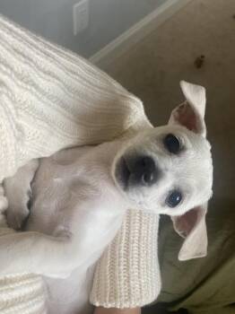 Chihuahua Dogs Available for Adoption in Denver, Colorado - Shyla | PetCurious