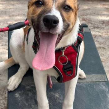 Earl -  Jack Russell Terrier and Mixed Breed Dog for Adoption in Chester, Maryland - Earl | PetCurious