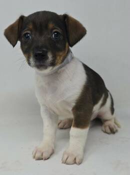 Beagle and Jack Russell Terrier Dogs Available for Adoption - Happy | PetCurious
